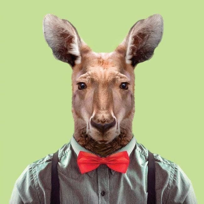 Peter, the Red Kangaroo__Light Blue / Large [61cm x 61cm] / Unframed