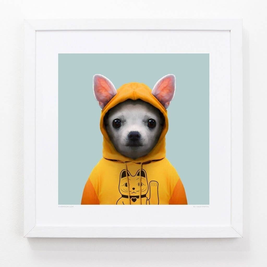 Atom, il Chihuahua__Azzurro / Grande [61 cm x 61 cm] / Senza cornice