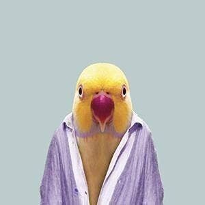 Budgerigar__Senza cornice