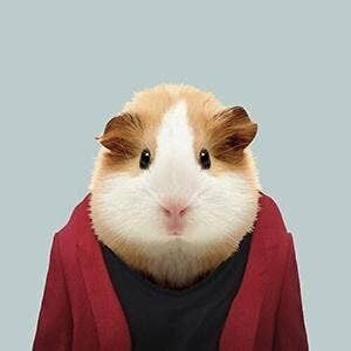 Guinea Pig__Unframed