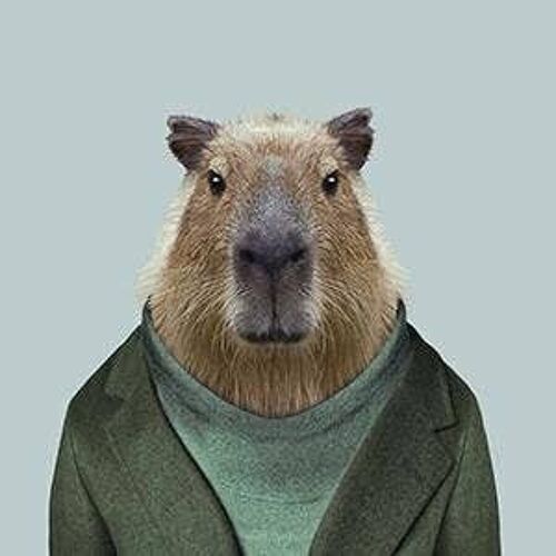 Capybara__Unframed