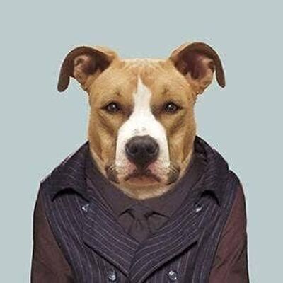 Amerikanischer Staffordshire-Hund__Unframed