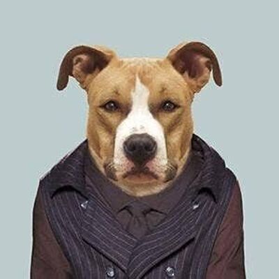 American Staffordshire Dog__Unframed