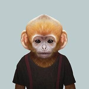 Dusky Leaf Monkey__Unframed