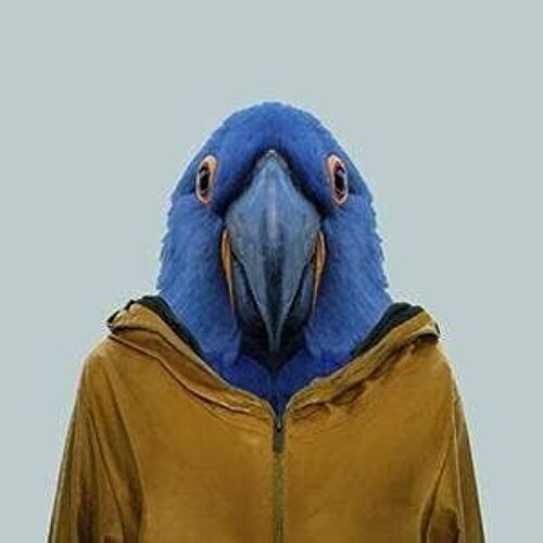 Macaw__Unframed