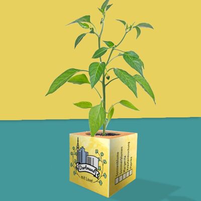 Stadtliebe® | Dortmund plant cube different seeds paprika