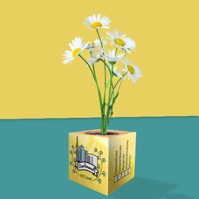 Stadtliebe® | Dortmund plant cube different seeds daisy