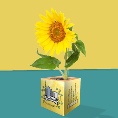 Stadtliebe® | Dortmund Pflanzwürfel verschiedene Saaten Sonnenblume