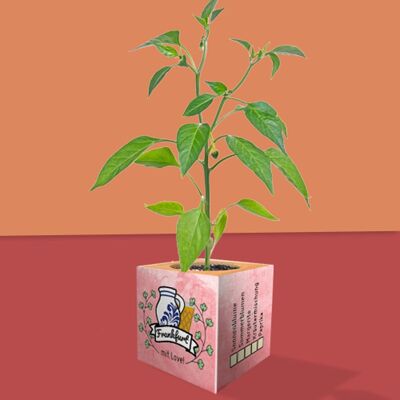 Stadtliebe® | Plante de Francfort cube différentes graines paprika