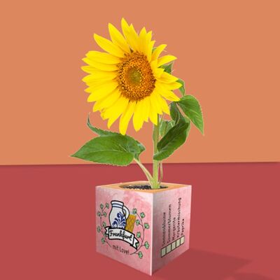 Stadtliebe® | Frankfurt plant cube different seeds sunflower