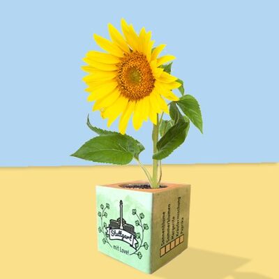 Stadtliebe® | Stuttgart plant cube different seeds of summer flowers