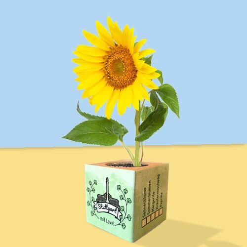 Stadtliebe® | Tournesol de différentes graines de cube de plante de Stuttgart