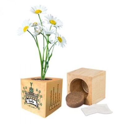 Stadtliebe® | Berlin plant cube different seeds marguerite