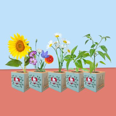 Stadtliebe® | Cubo di pianta di colonia semi diversi di girasole