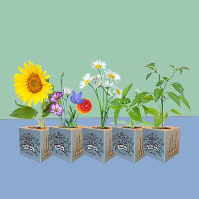 Stadtliebe® | Hamburg plant cube different seeds daisy