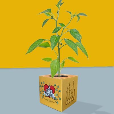 Stadtliebe® | Cubes de plantes de Kassel - paprika