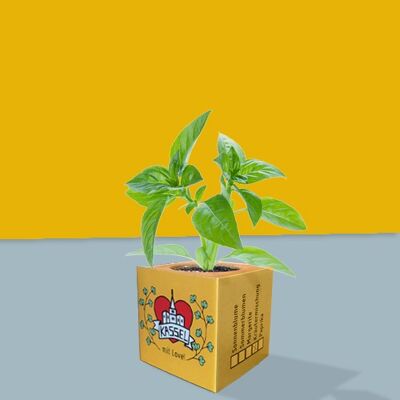 Stadtliebe® | Cubos de plantas de Kassel - mezcla de hierbas