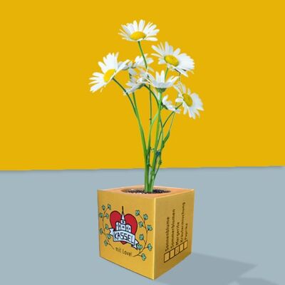 Stadtliebe® | Kassel plant cube - daisy