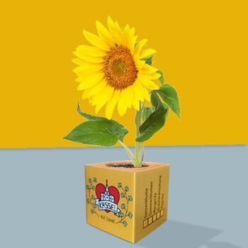 Stadtliebe® | Cube végétal de Kassel - tournesol