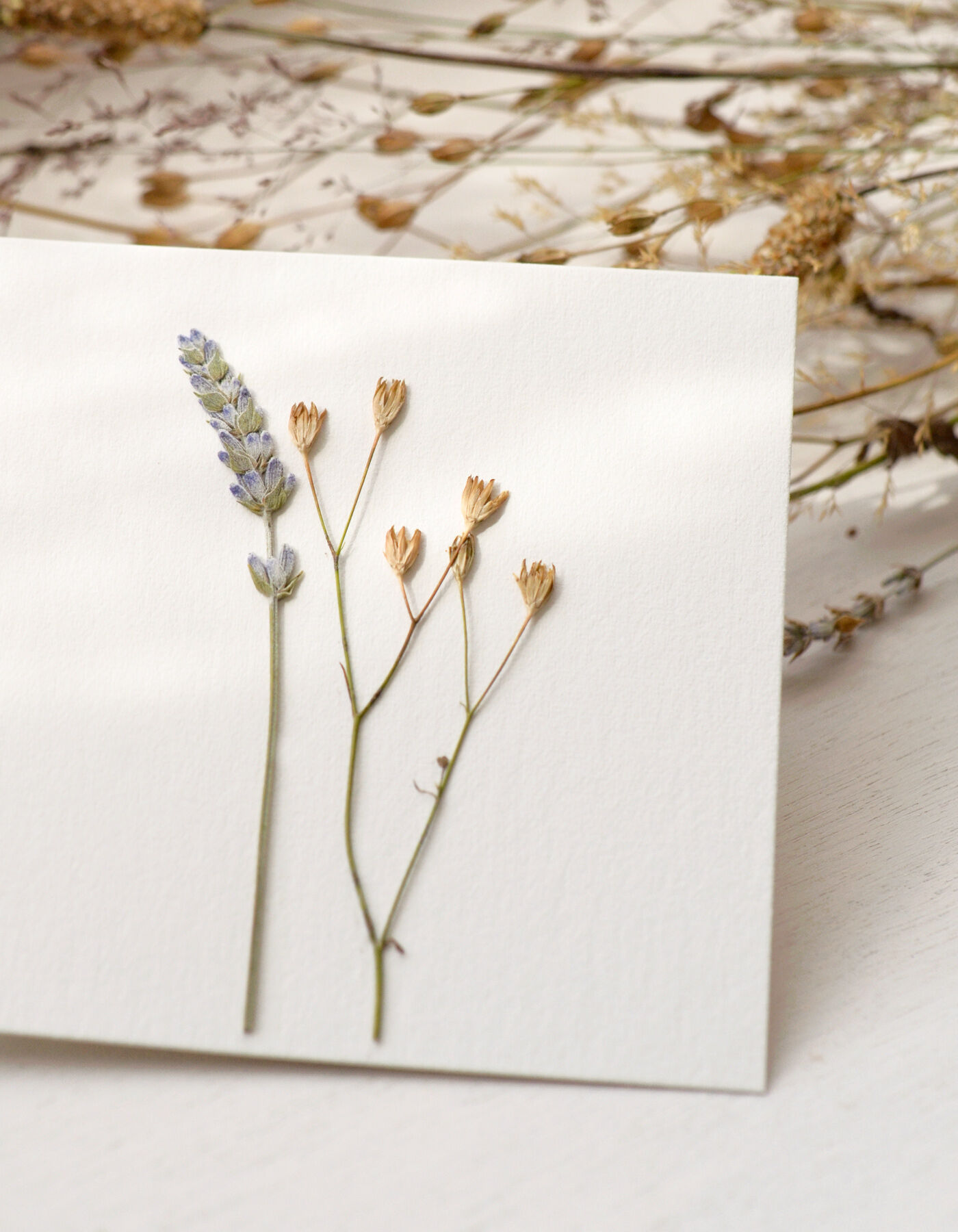 Lavender & Lampsana Flower Herbarium • 10cm x 10cm format • ready to frame
