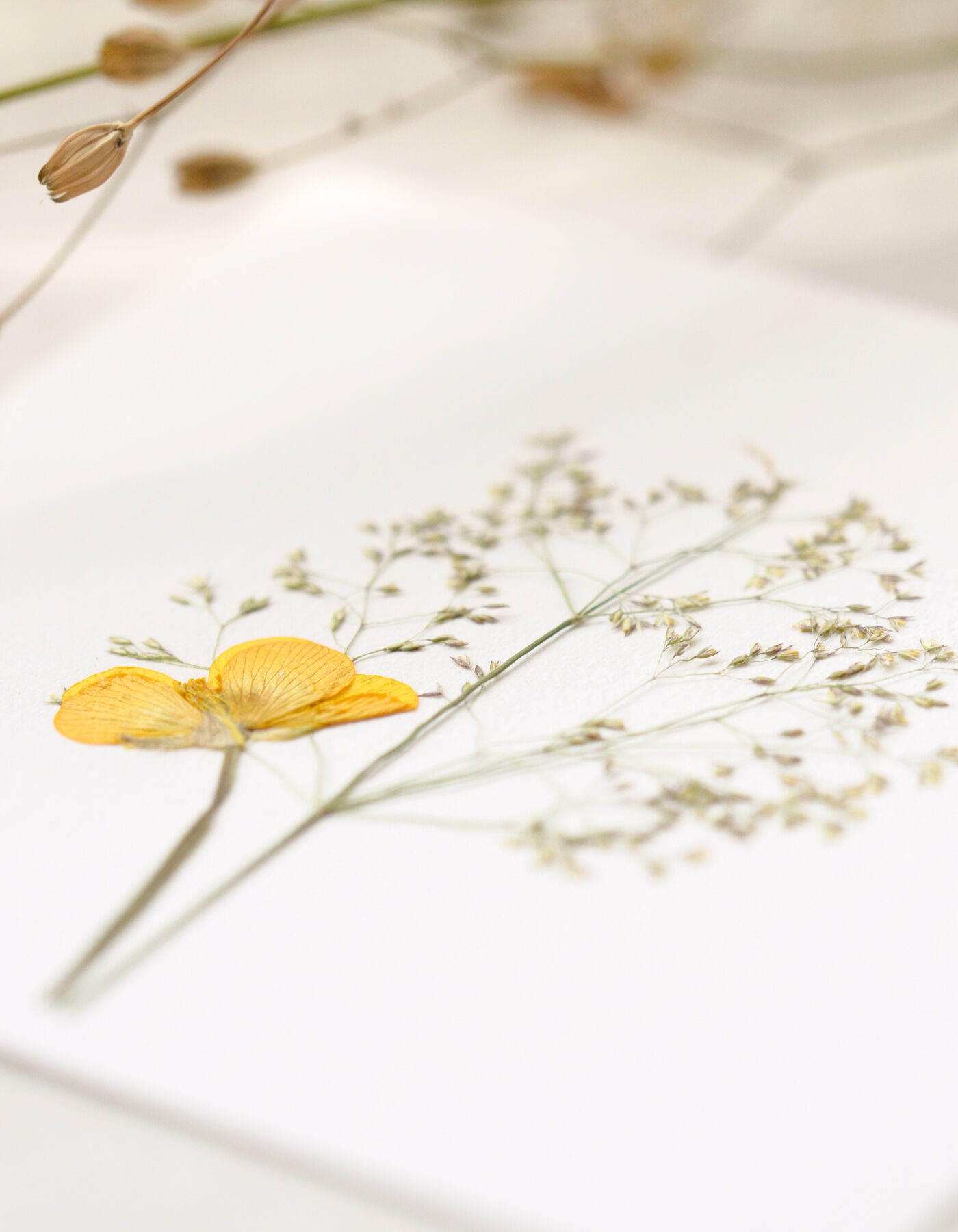 Herbarium of Buttercup & Grass Flowers • 10cm x 10cm • Ready to Frame