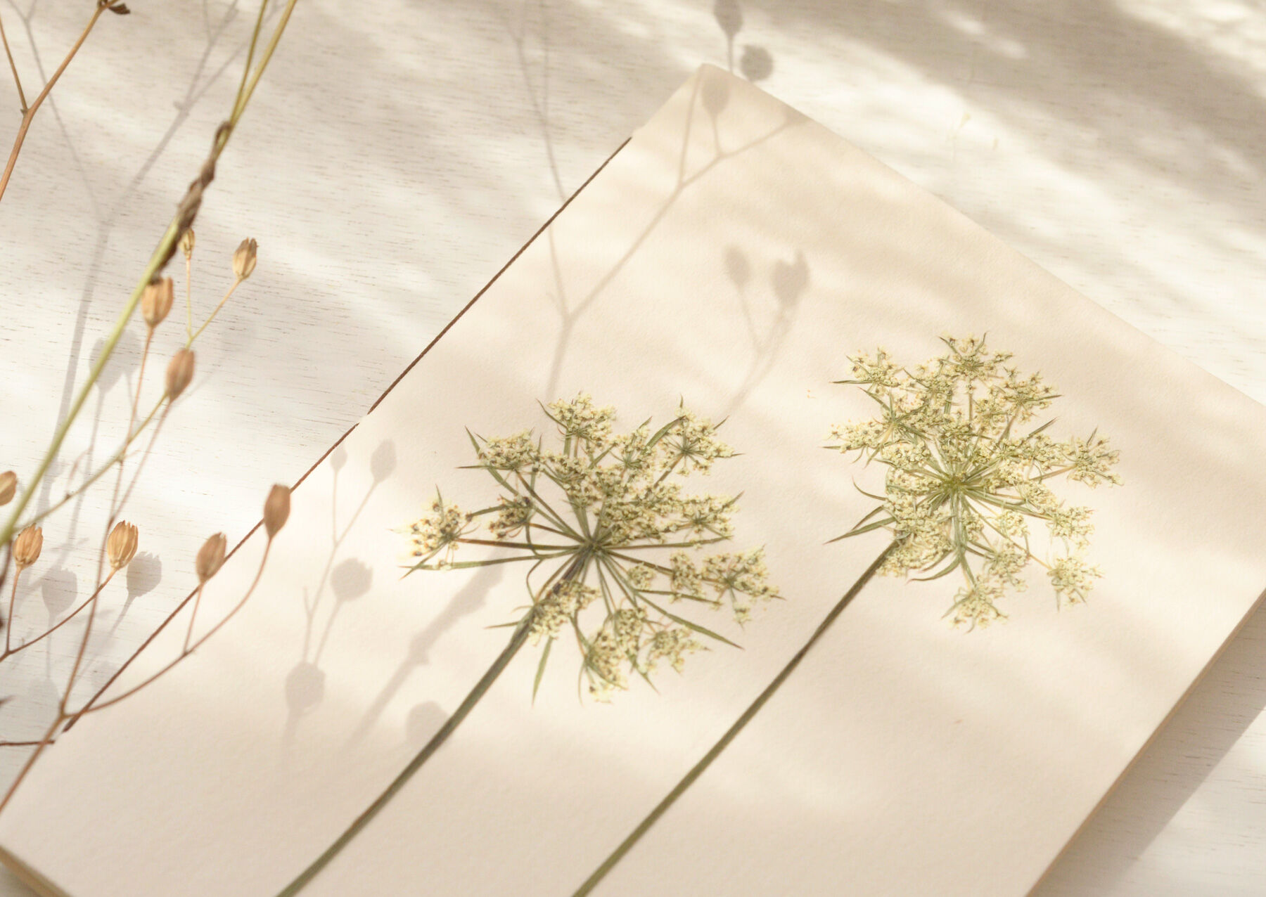 Carnet herbier A6 • Carotte sauvage (fleurs)