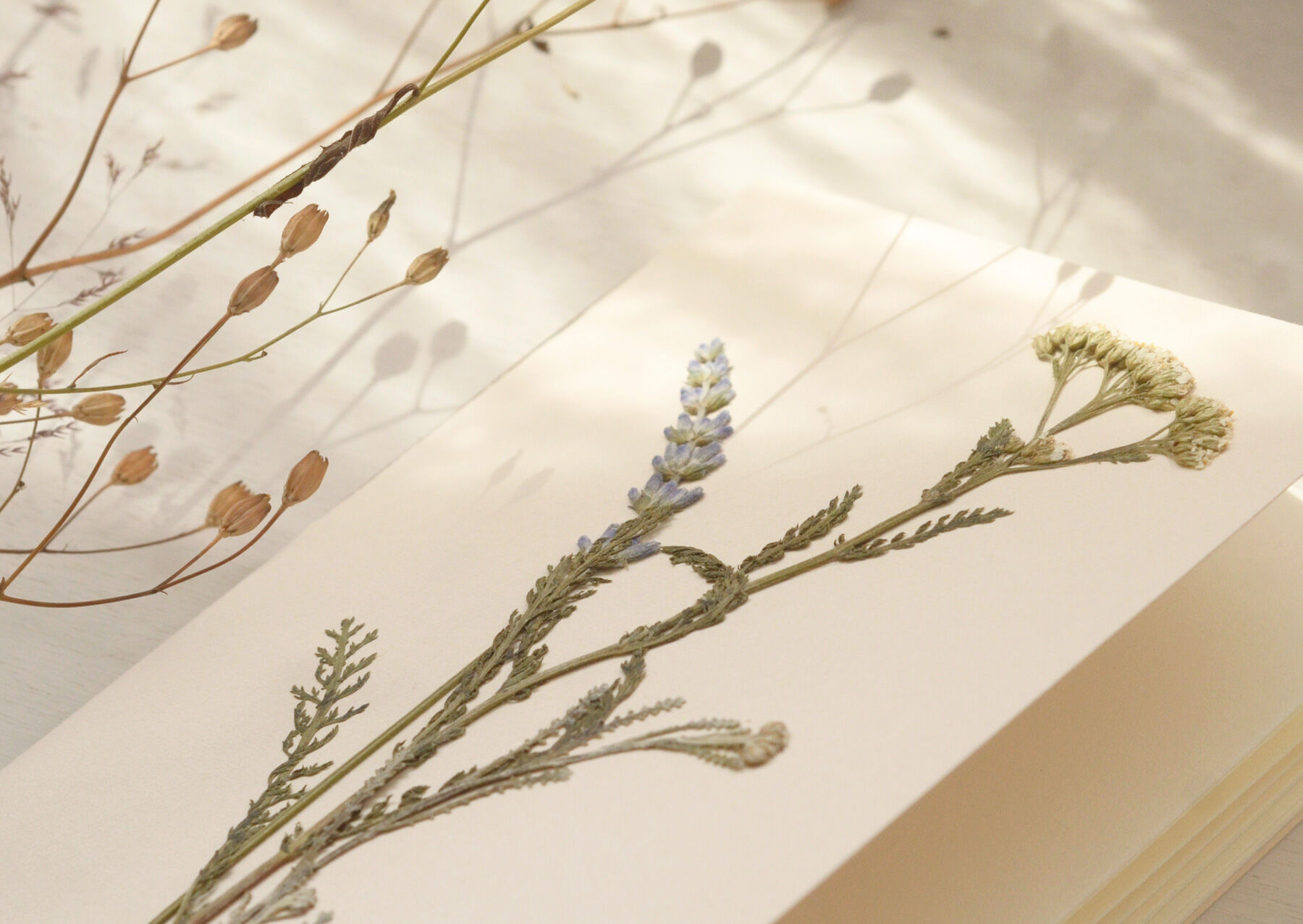 A6 Herbarium Notebook • Summer Meadow (flowers)