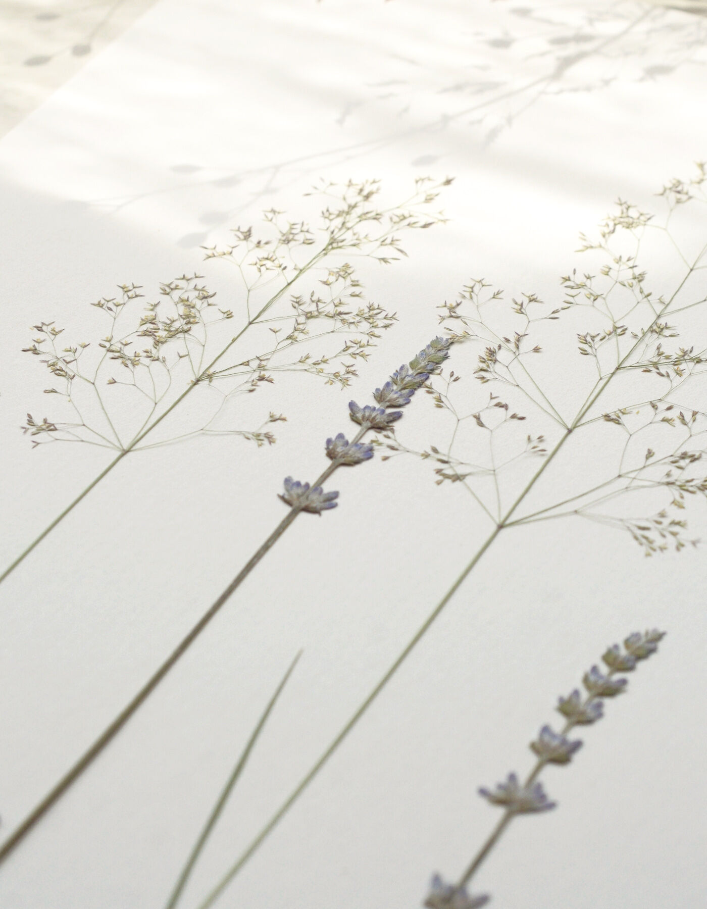 Lavender & Grass Flower Herbarium • A4 size • ready to frame