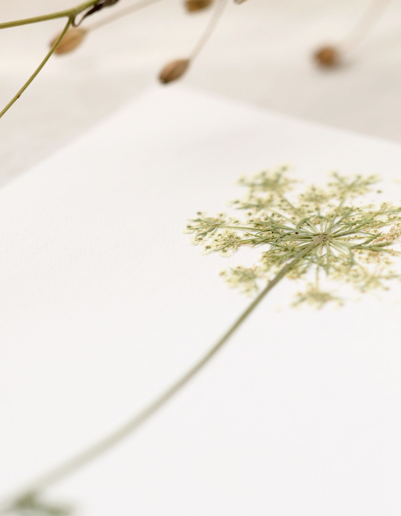 Herbarium Wild carrot (flower) • A6 format • to frame