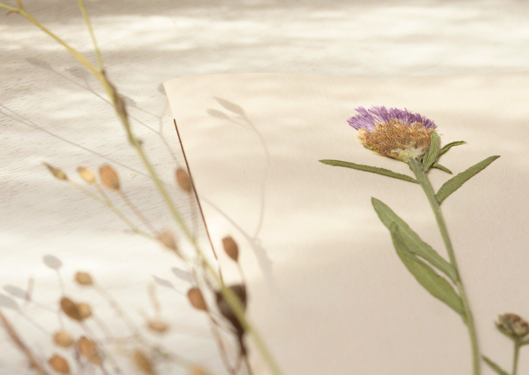 A6 Herbarium Notebook • Cornflower (flower) • Handmade Stationery