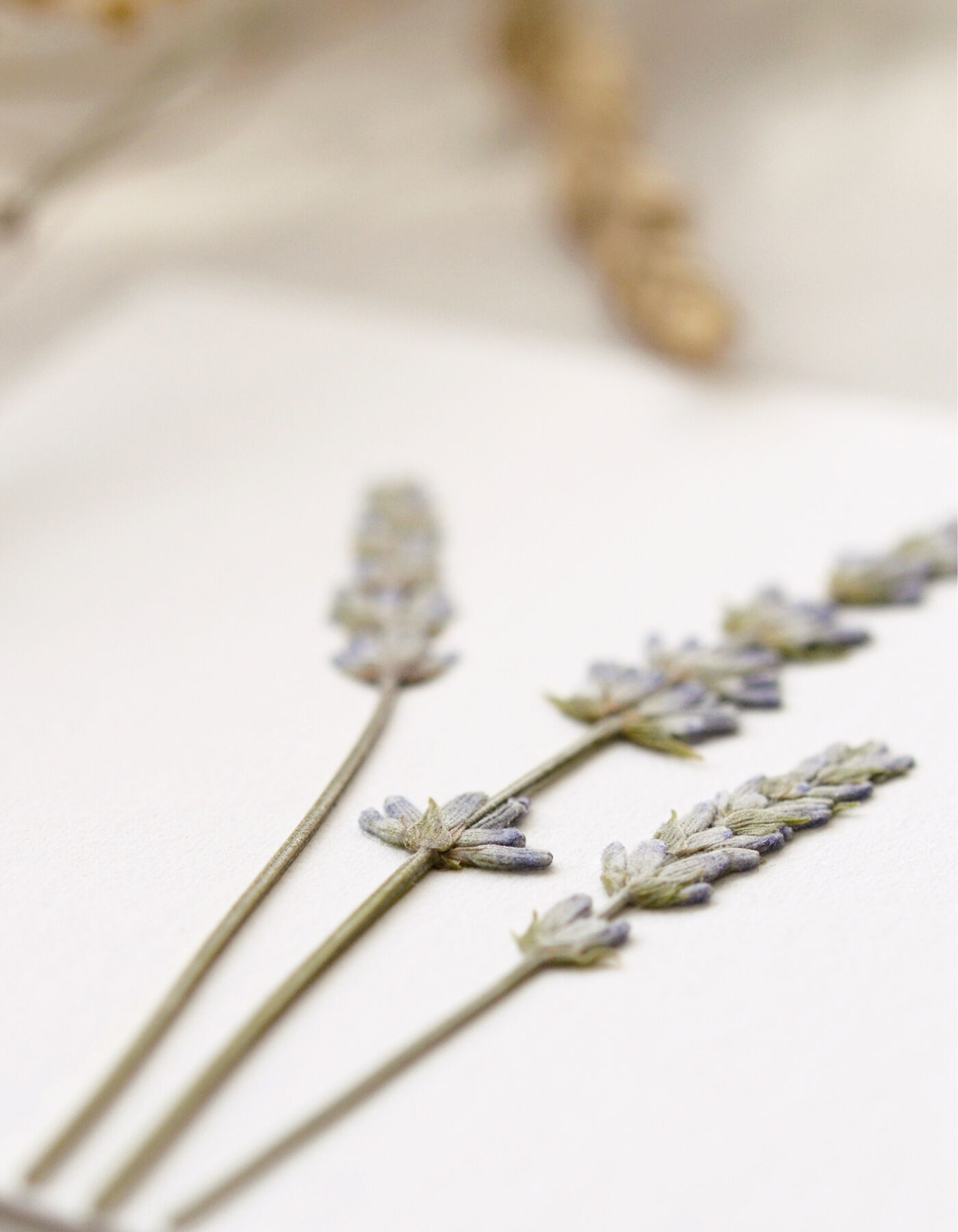 Lavender flower herbarium • 10 cm x 10 cm format • ready to frame