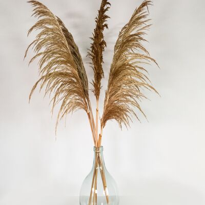 Tiges d'herbes de pampas gras stabilisees 80 cm - caramel