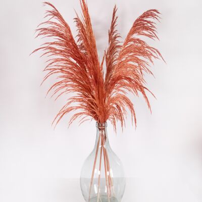 Preserved pampas grass 80 cm - red earth