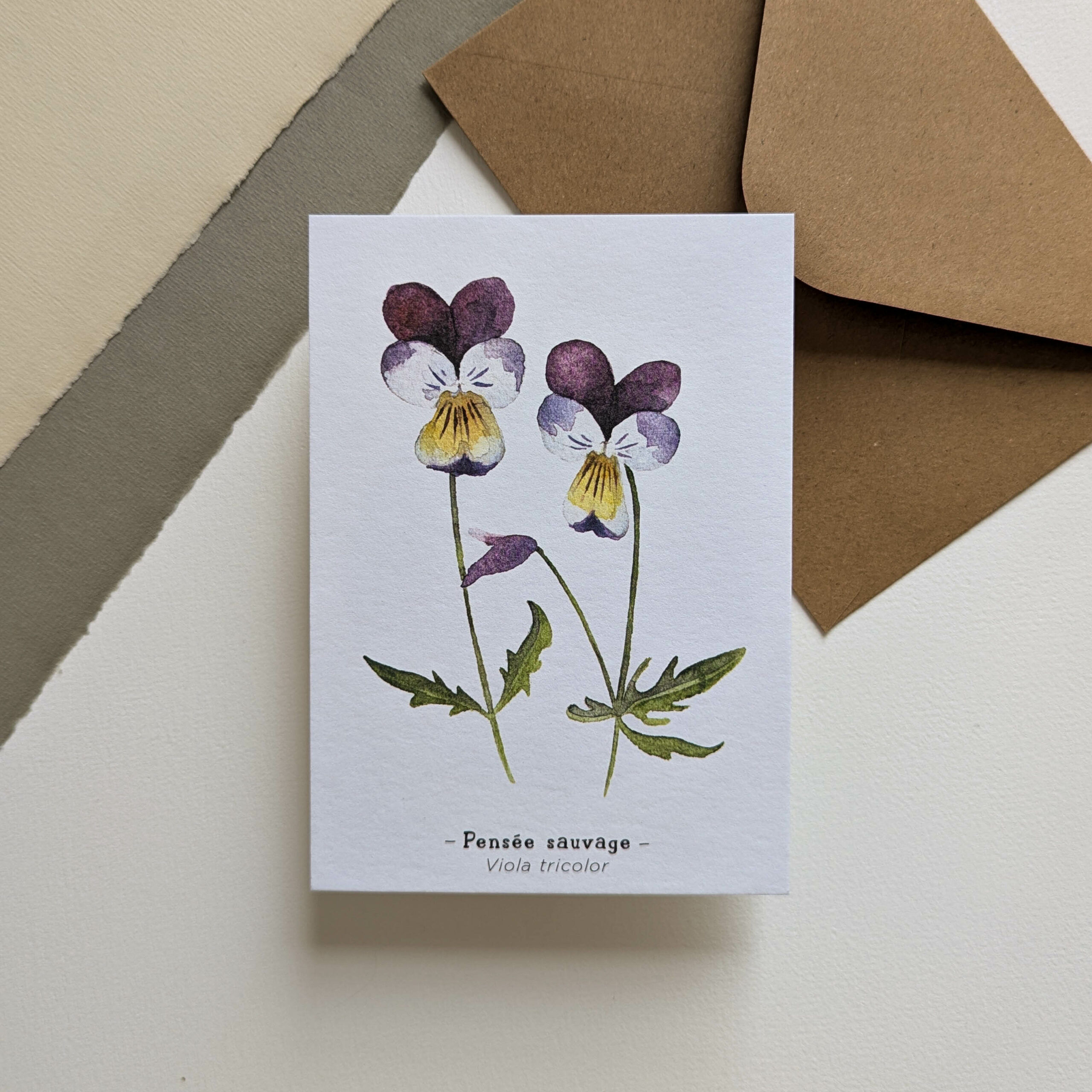 Pensée sauvage – Carte botanique