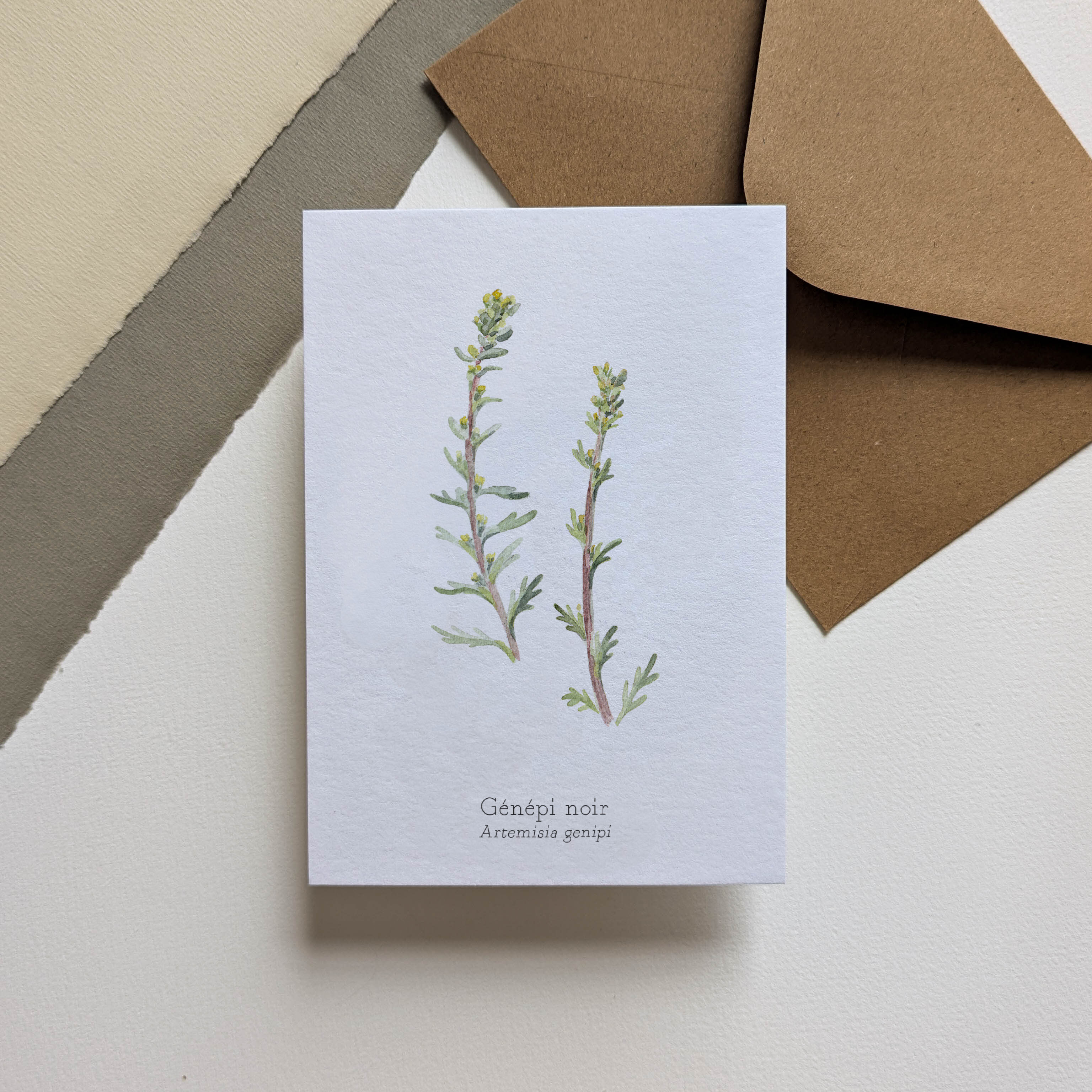 Black genepi - botanical map of Alpine flowers
