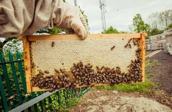 Introduction à l'apiculture 2