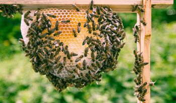 Introduction à l'apiculture 3
