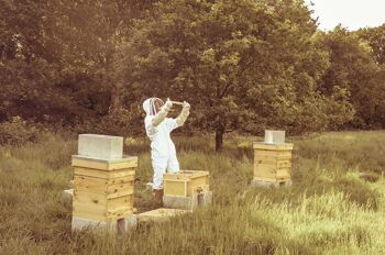 Introduction à l'apiculture 4