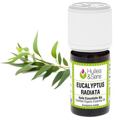 Olio essenziale di eucalipto radiata (bio) - 30 ml