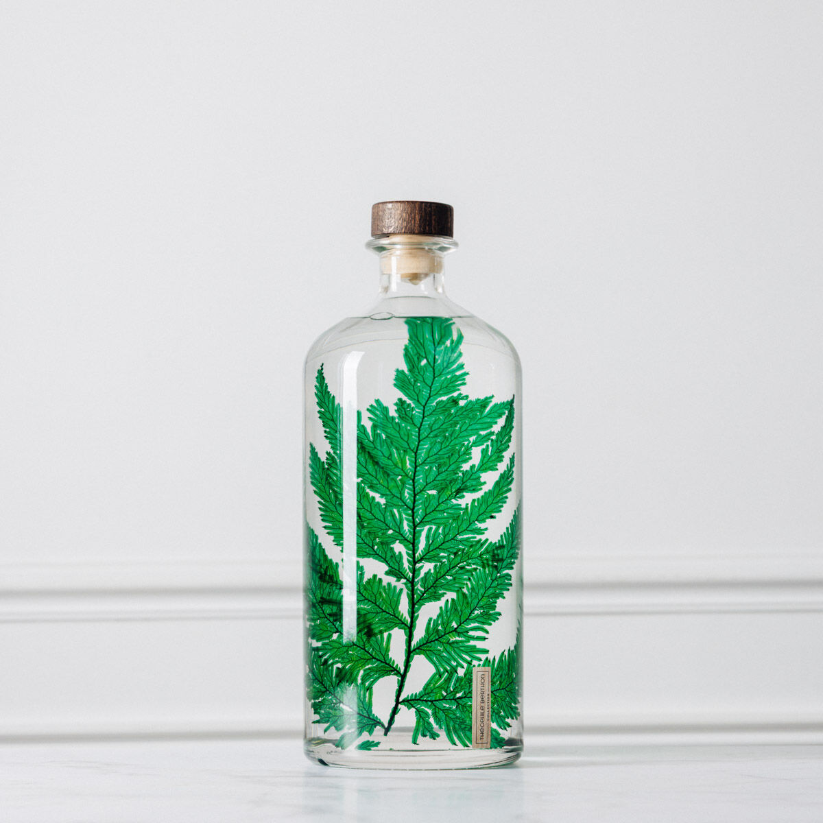 L'Herbarium de Théophile – Format XL Fougère colombienne Jarre 3 Litres - Plante immergée