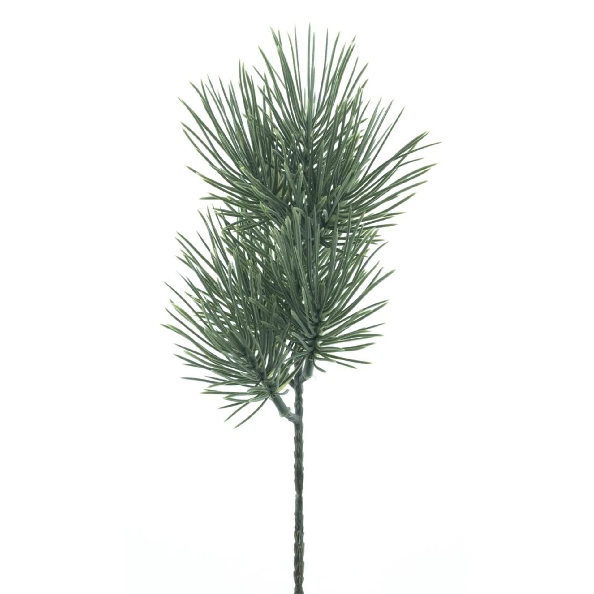 Pinus pick Baker powder 30cm