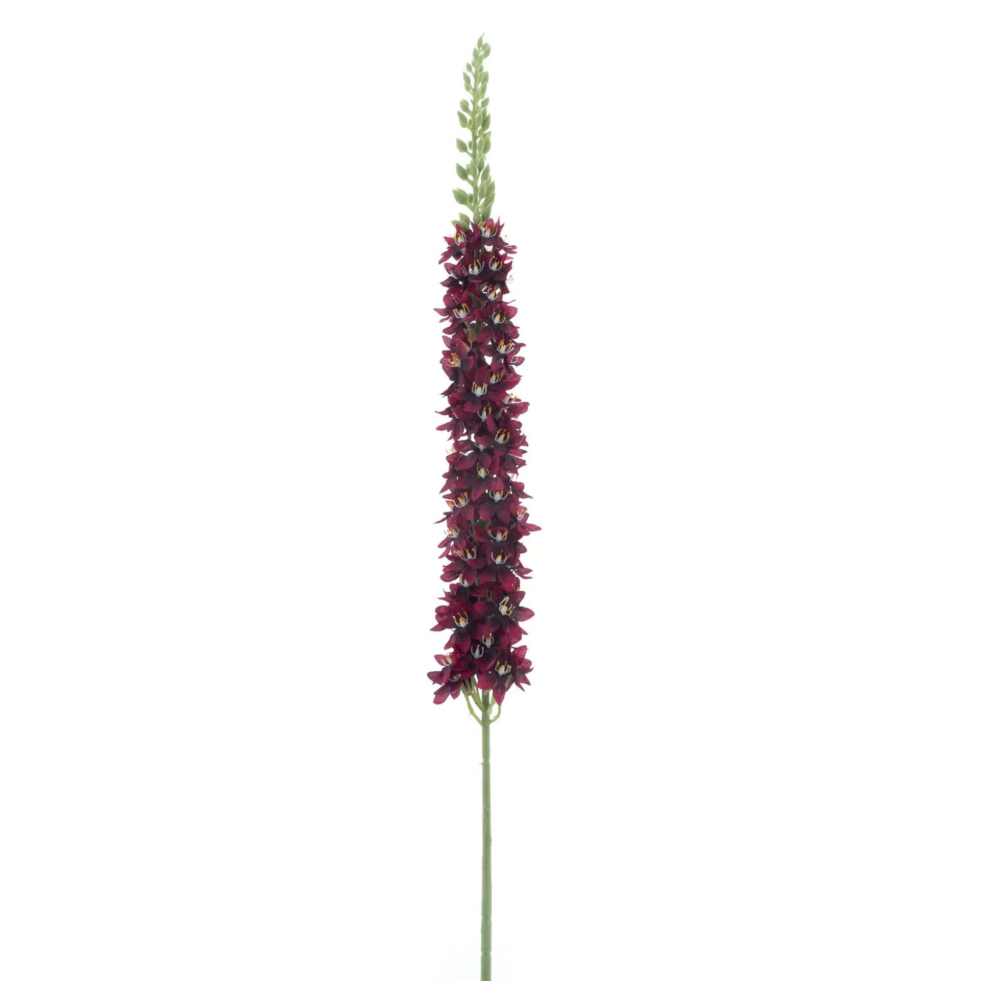 Eremurus spray Flers red 105cm