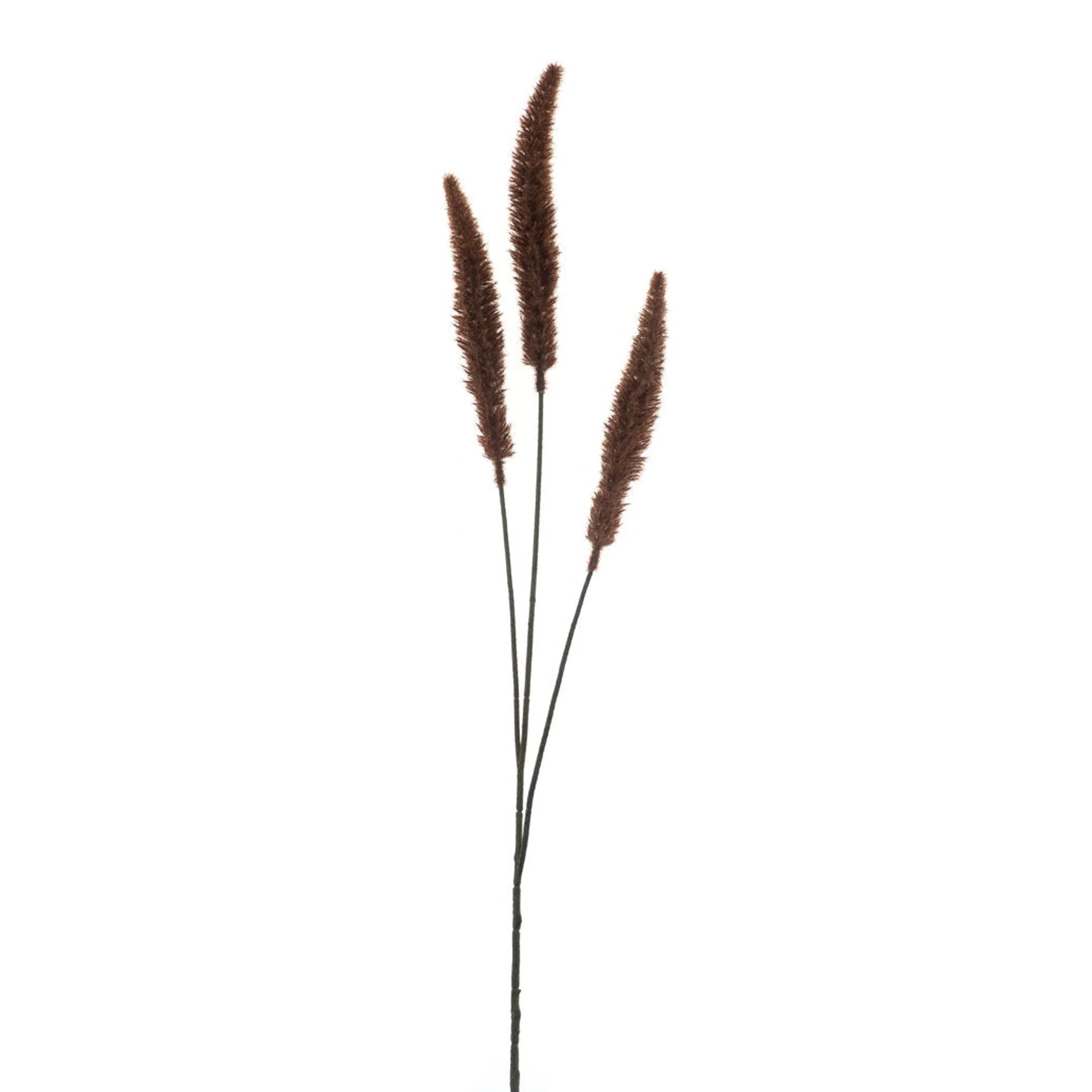 Dogtail grass spray brown 88cm