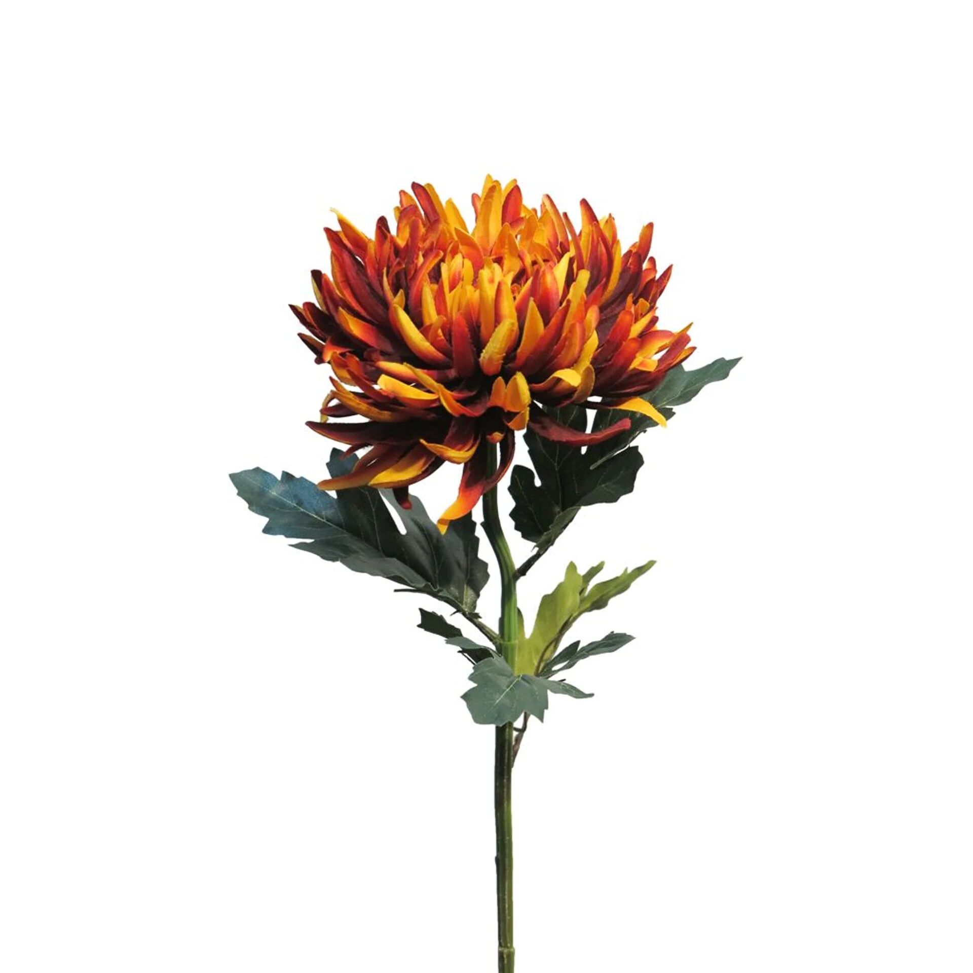 Chrysanthemum Iba rust 63cm