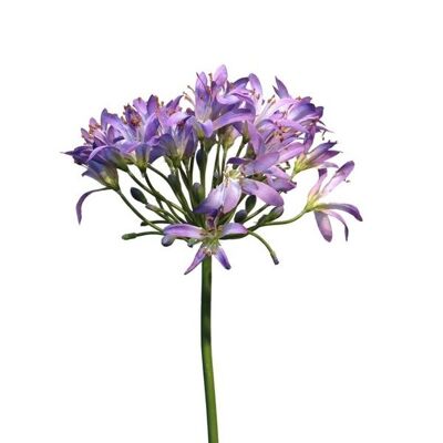 Agapanthus Paars