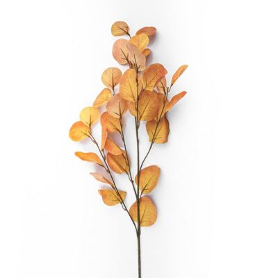 Eucalyptus Oranje/Geel