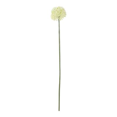 Allium White