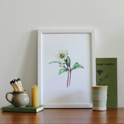 Hellebore A4 Kunstdruck