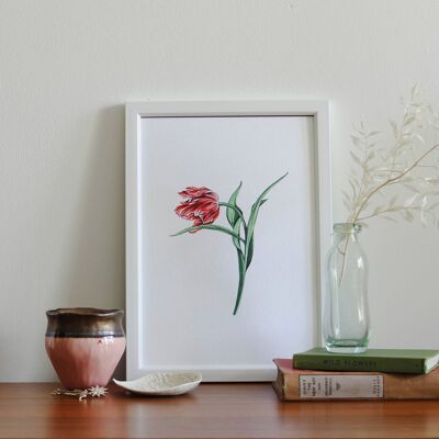Tulpe A4 Kunstdruck