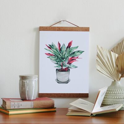 Aquarell Calathea Triostar Zimmerpflanze A4 Wand Kunstdruck